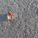 Seaslugs 1.jpg
