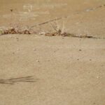 Sidewalk Cracks 1.jpg