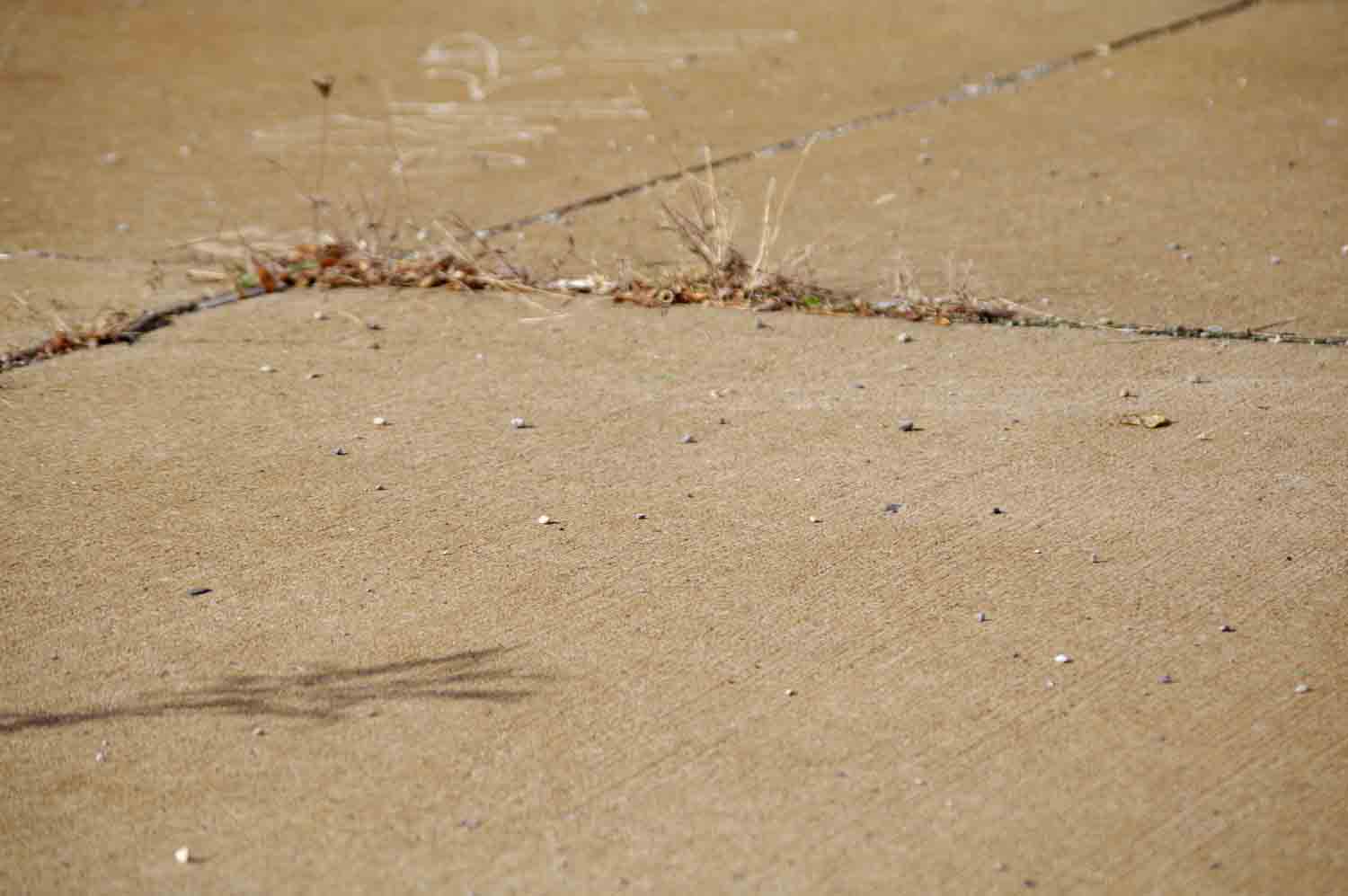 Sidewalk Cracks 1.jpg