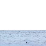 Snow Covered Field 1.jpg