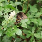 Spicebush Swallowtail Butterfly1 1.jpg