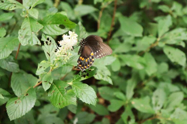 Spicebush Swallowtail Butterfly on Coastal Pepperbush
