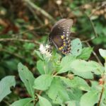 Spicebush Swallowtail Butterfly2 1.jpg