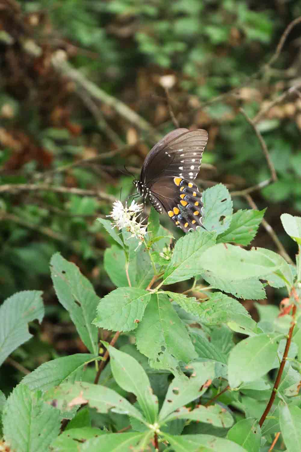 Spicebush Swallowtail Butterfly2 1.jpg