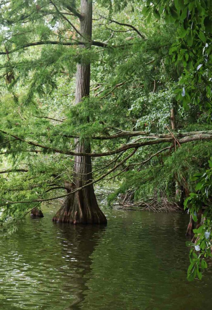 Swampwater 1.jpg