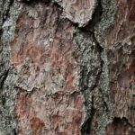 Treebark1 1.jpg