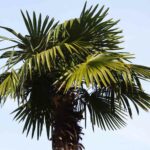 Tropical Palm Tree Leaves 1.jpg