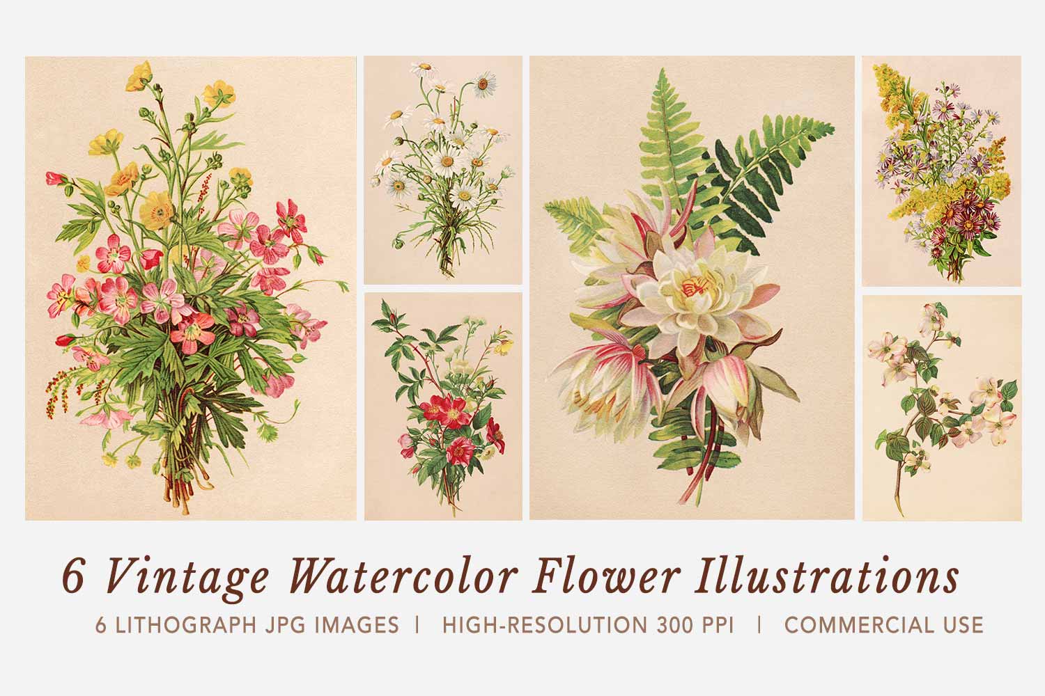 Vintage Watercolor Flower Illustrations