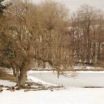 Winter Trees Frozen Pond 1.jpg