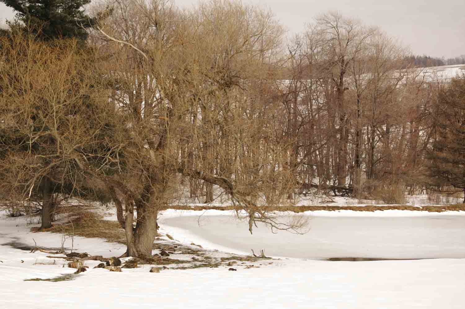 Winter Trees Frozen Pond 1.jpg