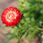 Xerochrysum Bracteatum 1.jpg