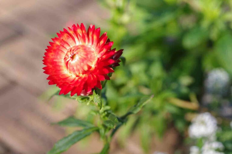 Red Strawflower Royalty Free Stock Photo