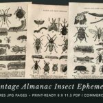 Insect Epehemera Preview