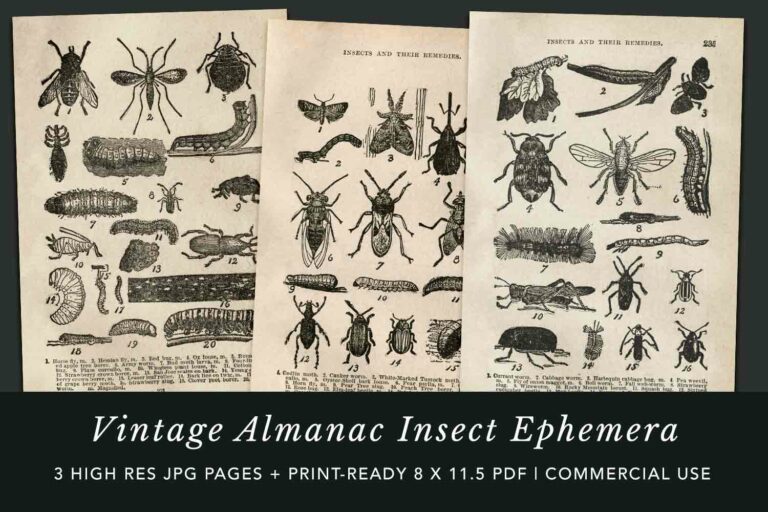Vintage Almanac Insect Ephemera