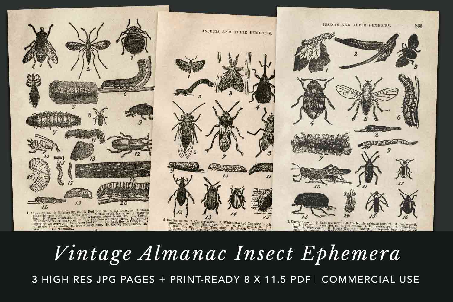 Insect Epehemera Preview