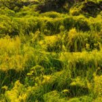 Abstract Grass Collage Background02 Web