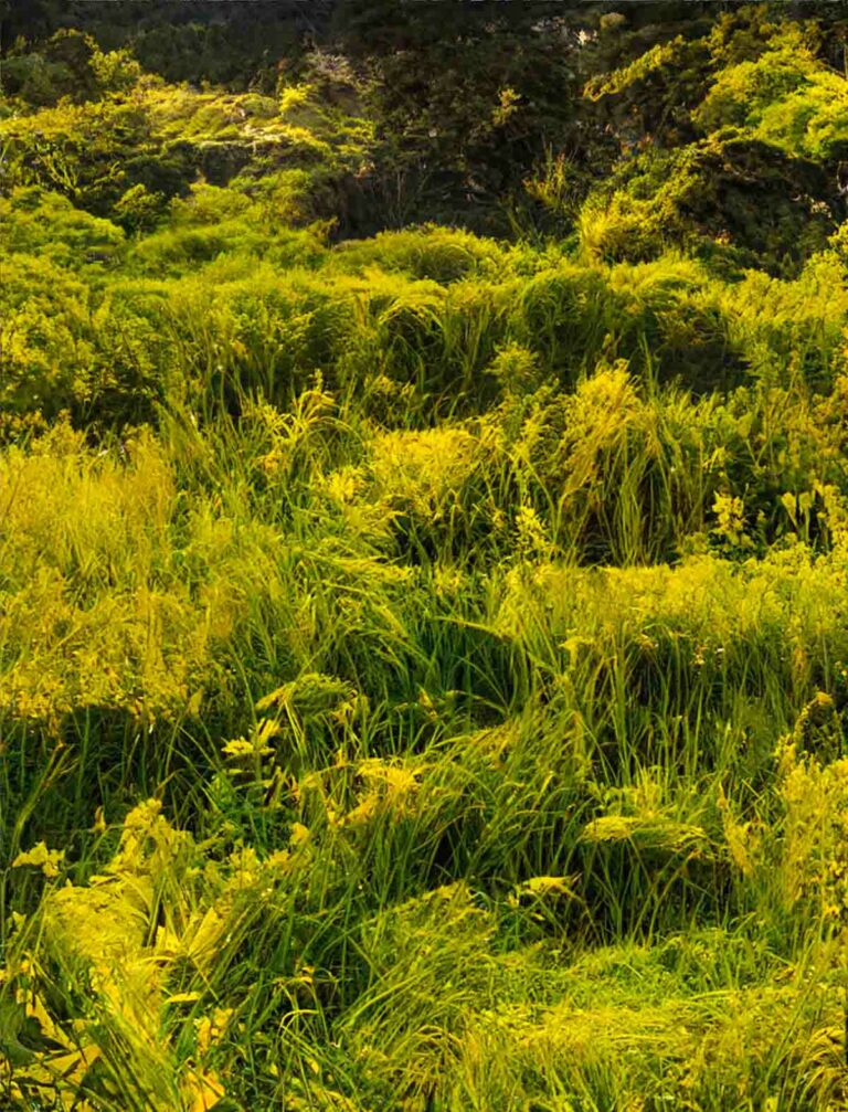 Abstract Grass Collage Background