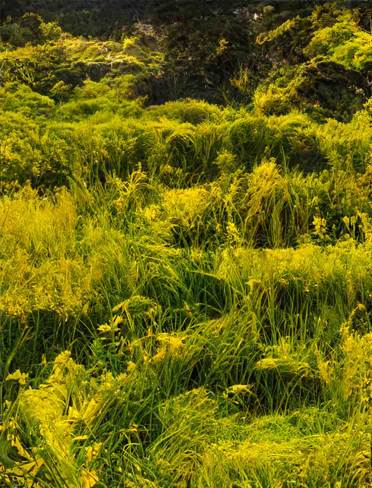 Abstract Grass Collage Background02 Web