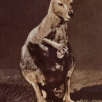 Angry Vintage Kangaroo Image Web