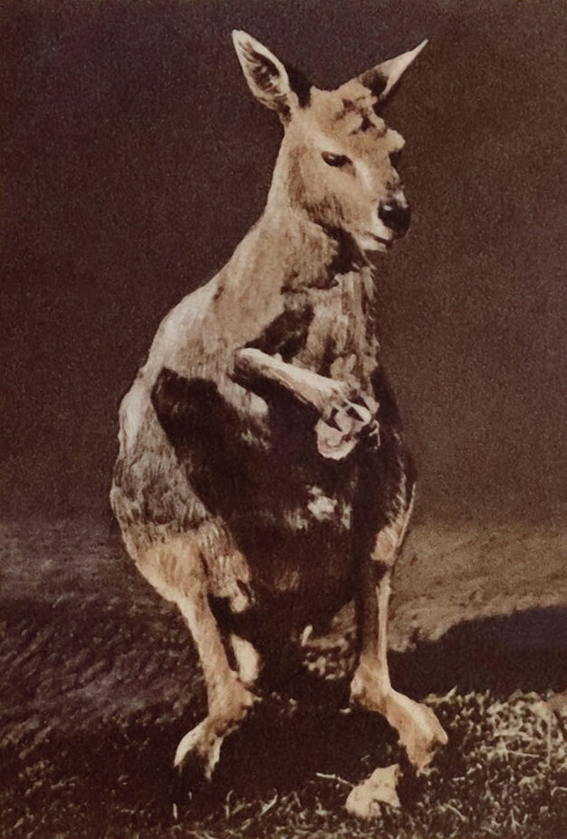 Angry Vintage Kangaroo Image Web