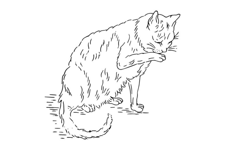 Antique Cat Embroidery Pattern Graphic