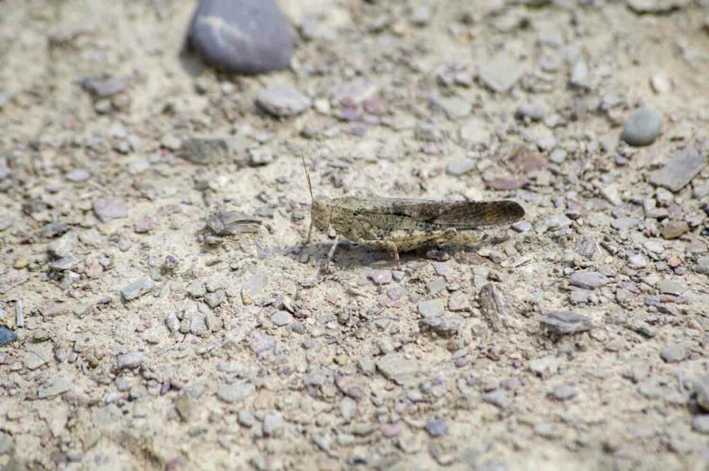 Bandwinged forest grasshopper image