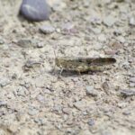 Bandwinged forest grasshopper image