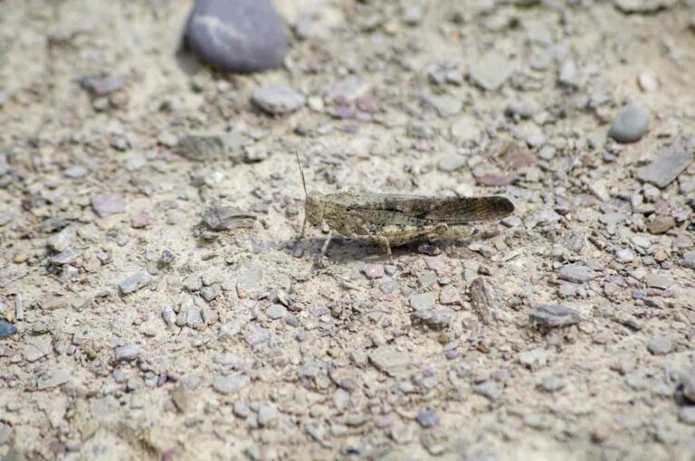 Bandwinged Forest Grasshopper