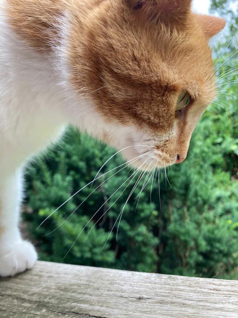 Orange and White Tabby Cat Named Burrito Inspects The Deck Rail