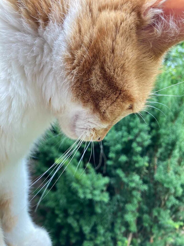 Side Profile View of Orange and White Cat Named Burrito