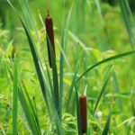Cattails