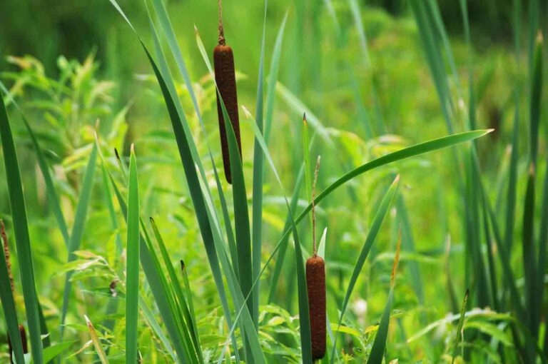 Cattails in the Grass Stock Photo