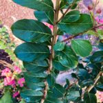 Crepe Myrtle Leaves01 Web