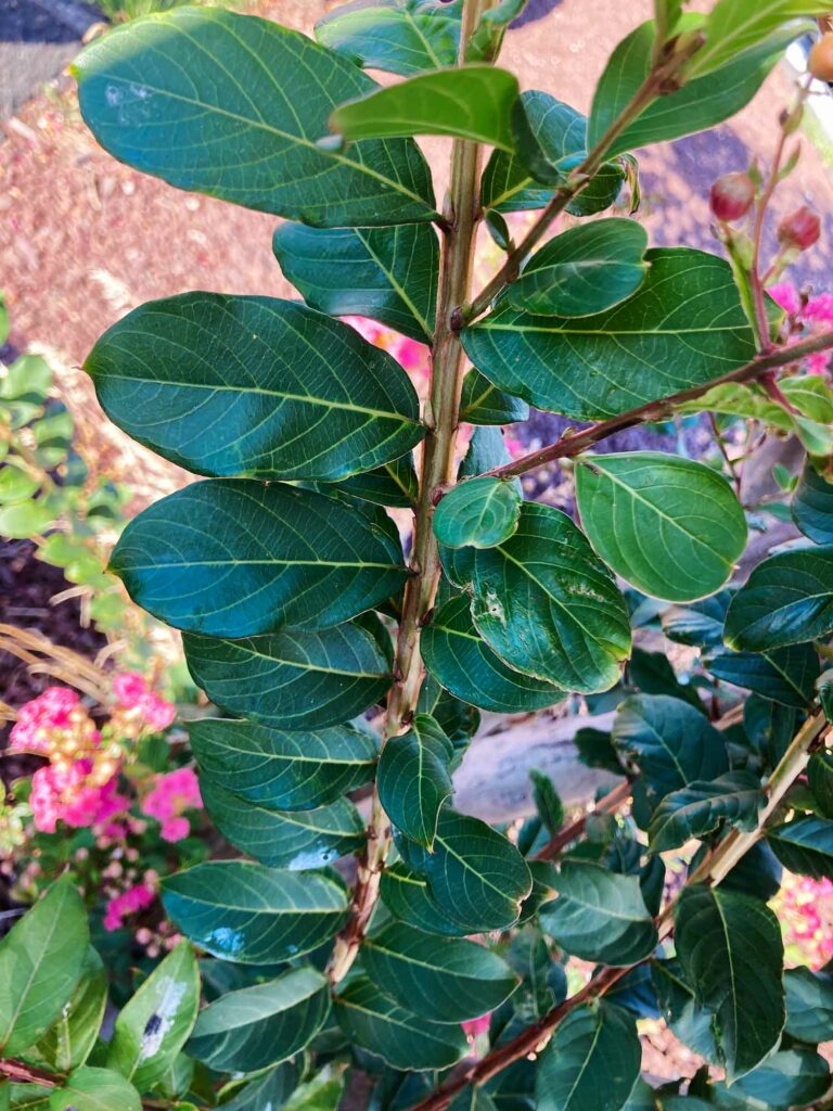 Crepe Myrtle Leaves Photo