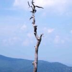 Deadlonelytreemtn