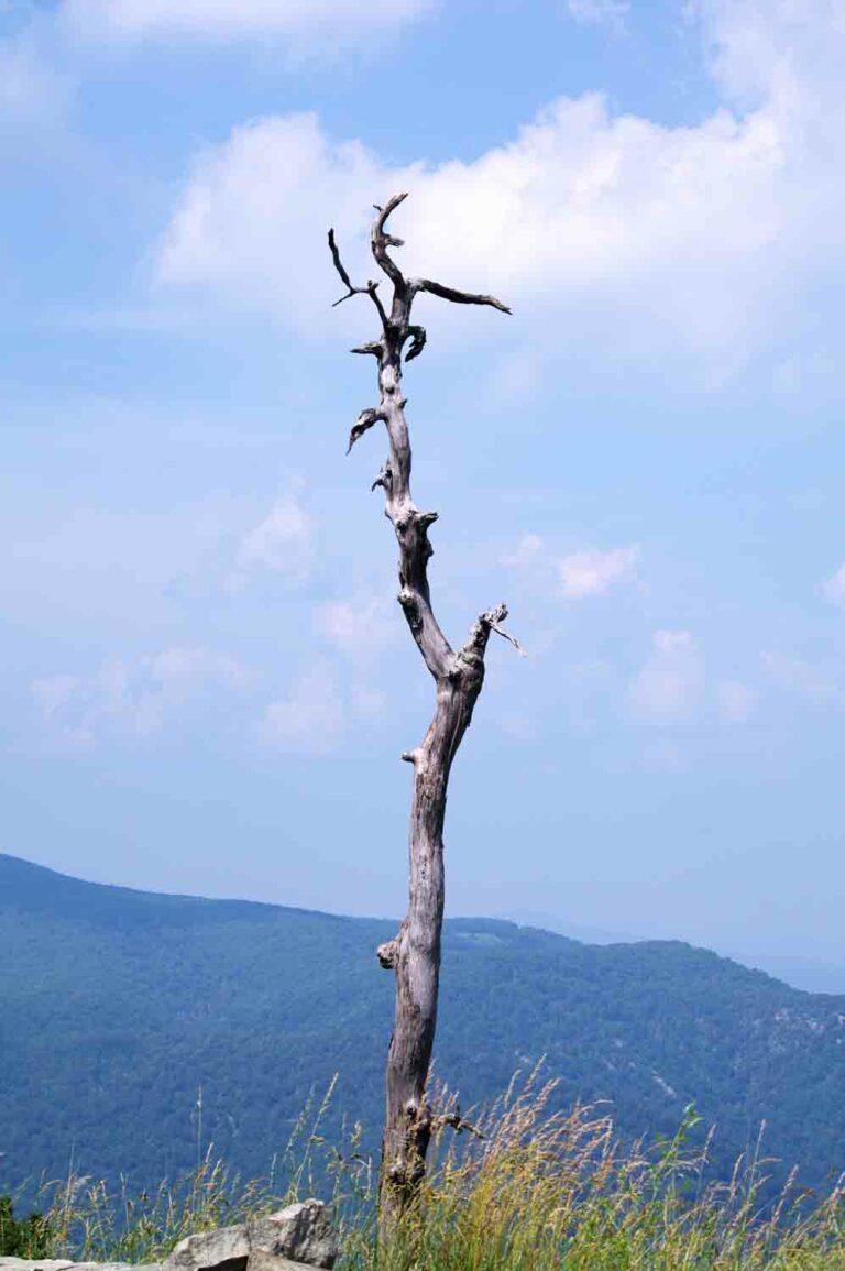 Dead Lonely Tree in Mountains