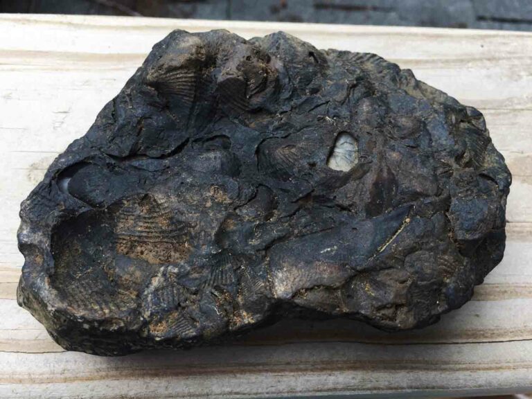River Rock Fossil