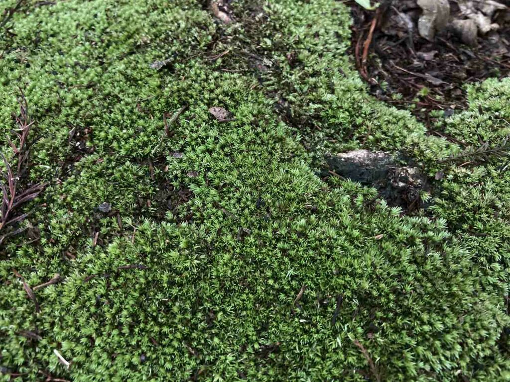 Green Moss Texture Web