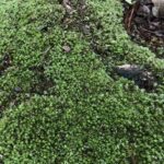 Green Moss Texture Web