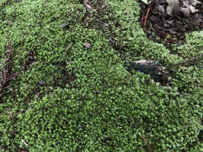 Green Moss Texture