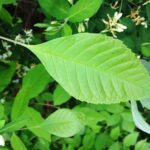 Greenleaf Honeysucklebg