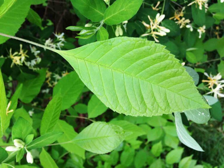 Green Leaf of Honey Suckle Plant