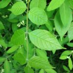 Greenleaves