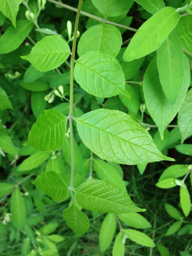 Honeysuckle Leaves Photo