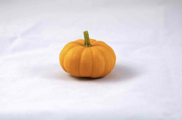 Miniature Jack Be Little Pumpkin Photo – Isolated on White Background