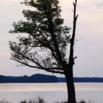 Lonelytreelake