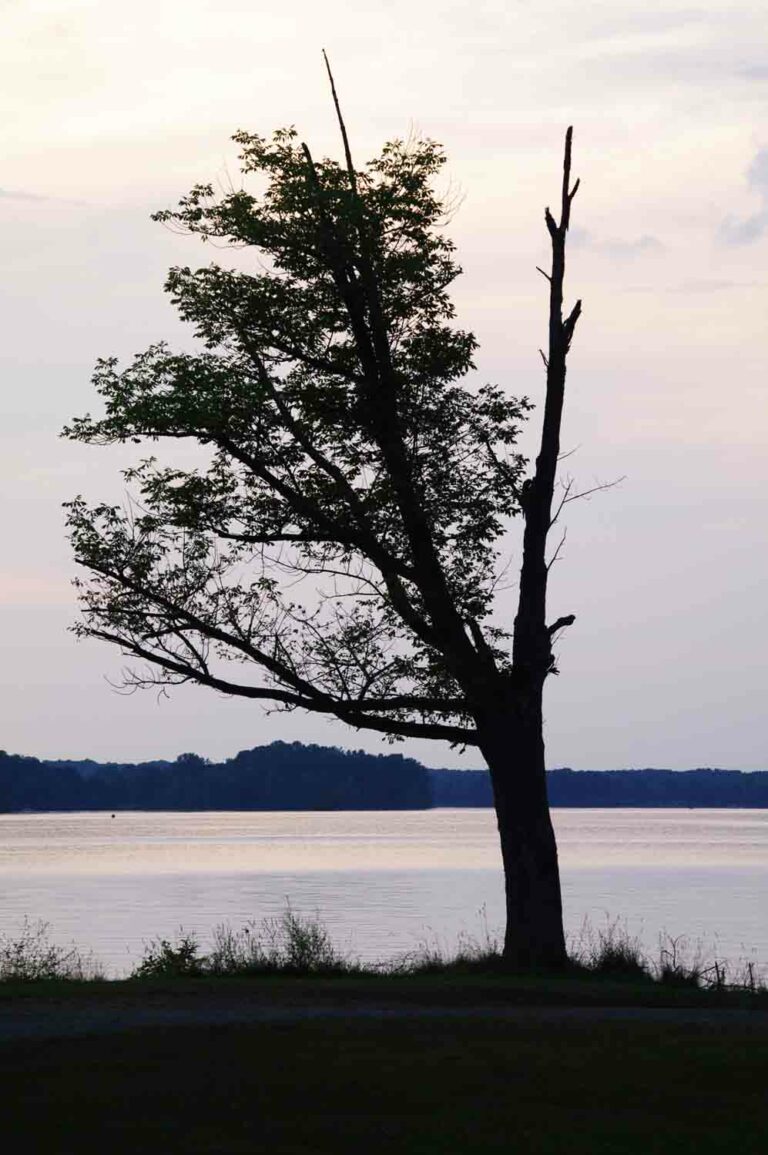 Lonely Tree With Dead Branch at Lake