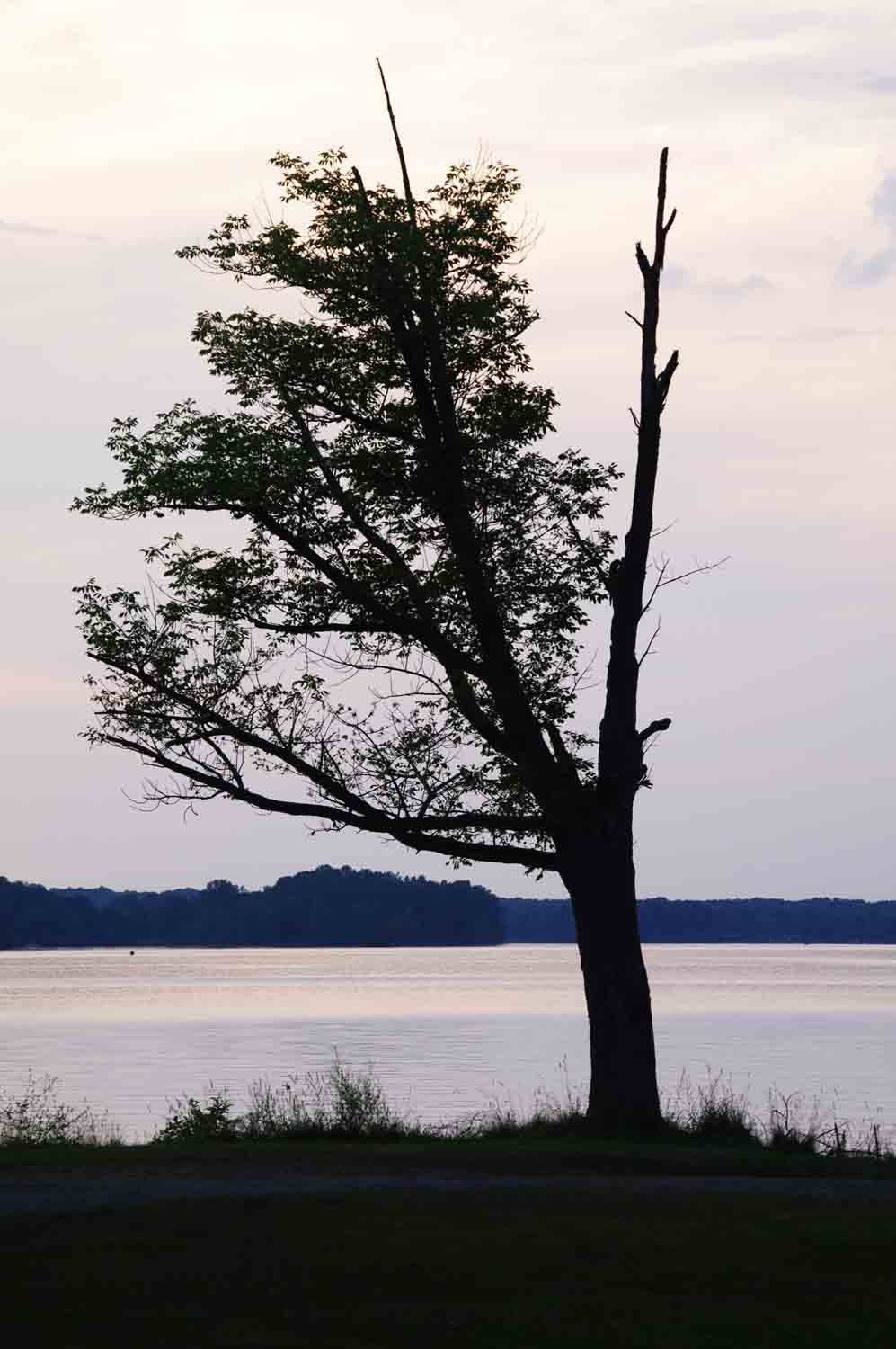 Lonelytreelake