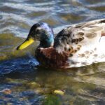 Mallard Duck Swimming