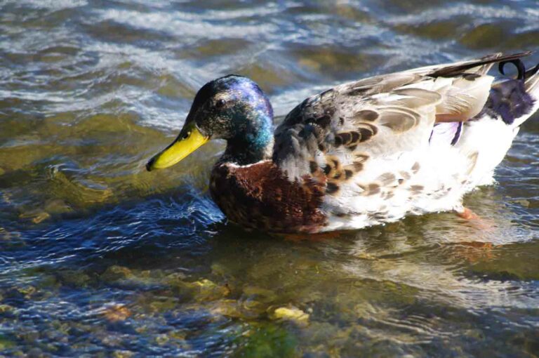 Mallard Duck Swimming at Lake